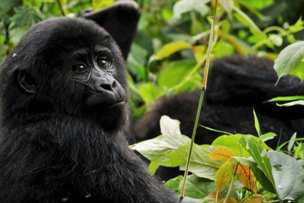 Uganda Salvaje