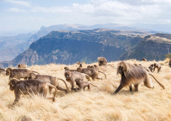 Extensión Parque Nacional Simien Mountains