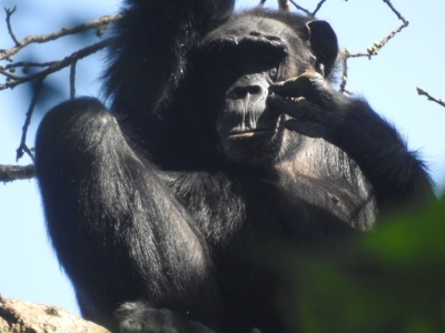 La Montañas de la Luna; Uganda & Ruanda