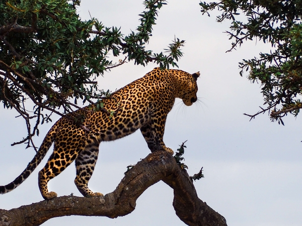 Kenia, Ruta Samburu