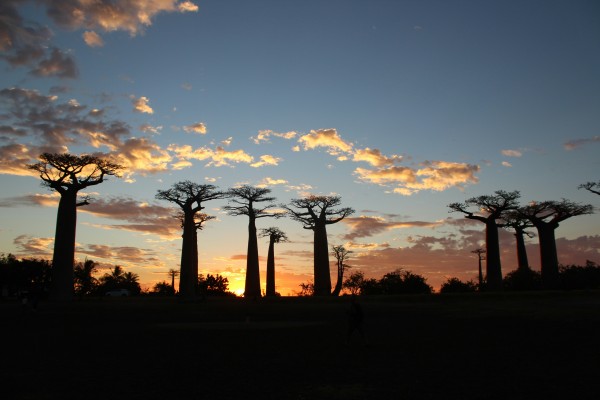 Madagascar, la Isla Roja