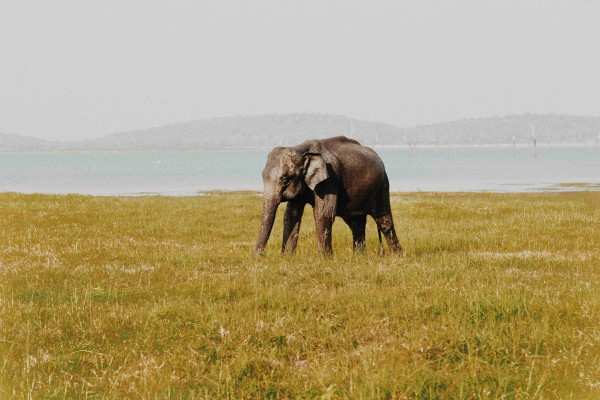 Sri Lanka, la tierra de las maravillas