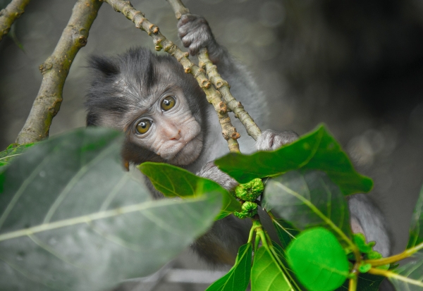 Safari en Bali e Islas Gilis