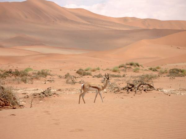 Namibia clásica en Fly & Drive