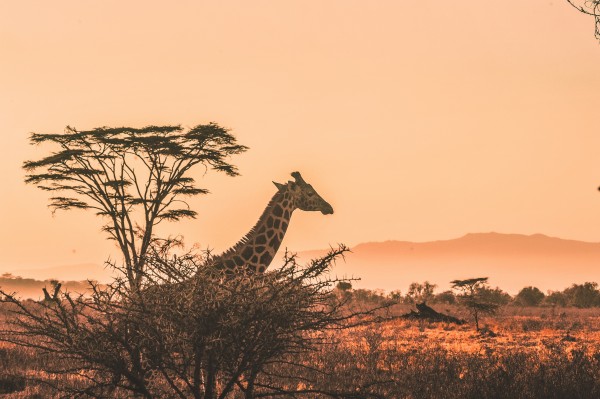 Fin de año en Kenia