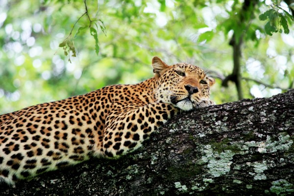 Safari en Zambia con Cataratas Victoria