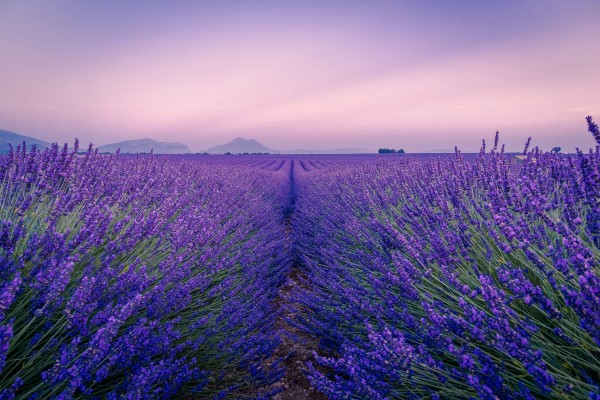 Los campos de Lavanda, by Himba